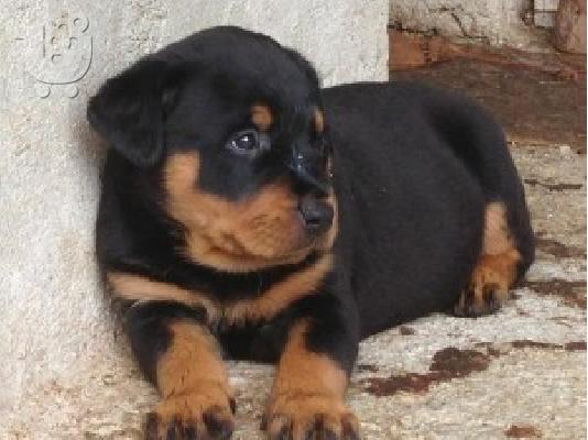 ROTTWEILER